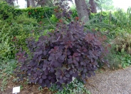 Royal Purple Smoketree