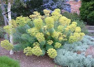 Bush or Dome Euphorbia