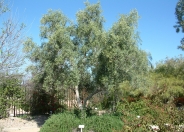 Swan Hill Olives® Tree