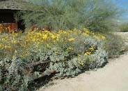Desert Encelia