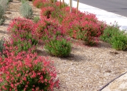 Red Star Texas or Autumn Sage