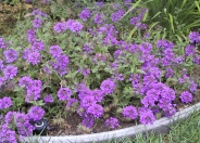 Homestead Purple Verbena
