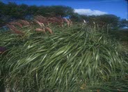 Eulalia Grass, Flamingo