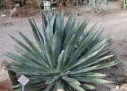 Murphy's Agave