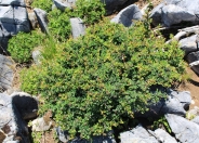 Japanese Barberry