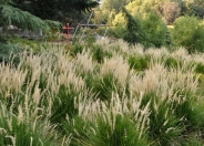 Evergreen Fountain Grass
