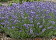 Munstead Dwarf Lavender