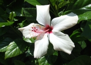 Tropical Hibiscus, Rose of China
