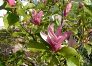Saucer Magnolia, Tulip Tree