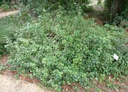 Catalina Evergreen Currant