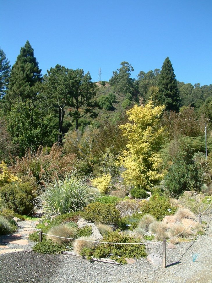 C1 Berkeley Botanical