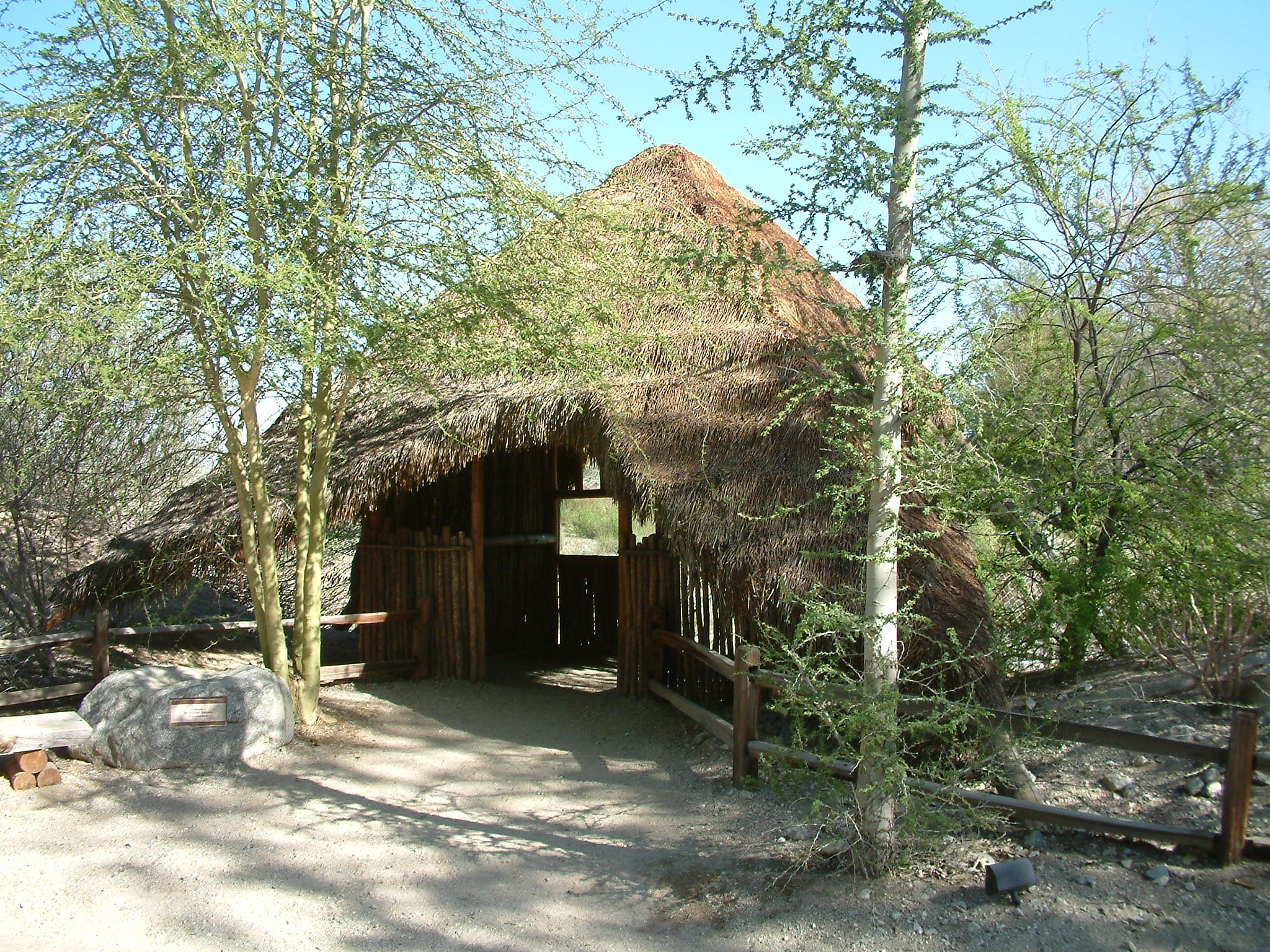 Acacia Xanthophloea