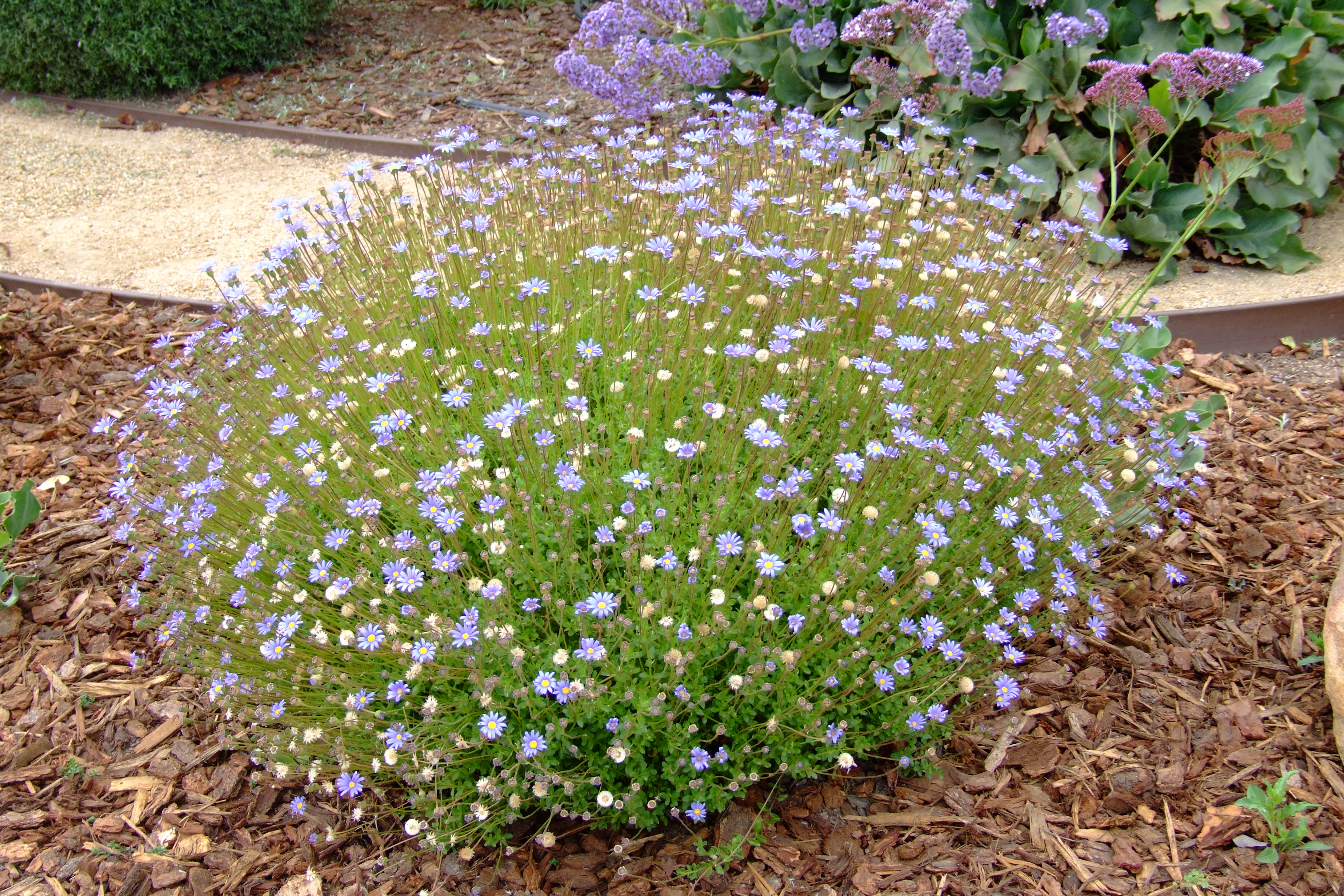 Felicia Amelloides Blue Marguerite Blue Felicia Daisy Plantmaster