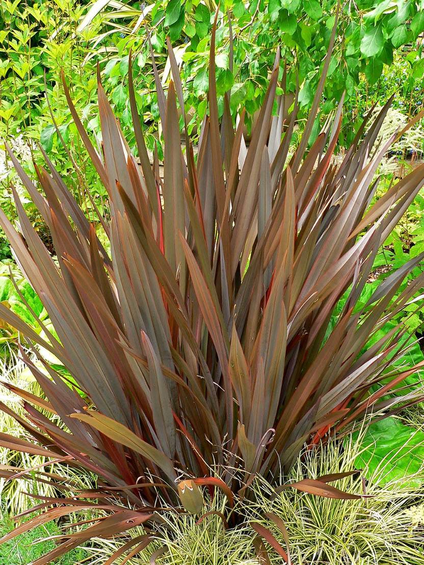 Phormium Amazing Red N Z Flax Plantmaster Amazing Red N Z Flax Plantmaster