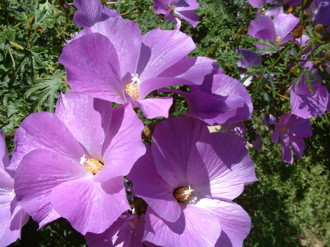 Alyogyne Huegelli Purple Delight Purple Delight Lilac Hibiscus Plantmaster
