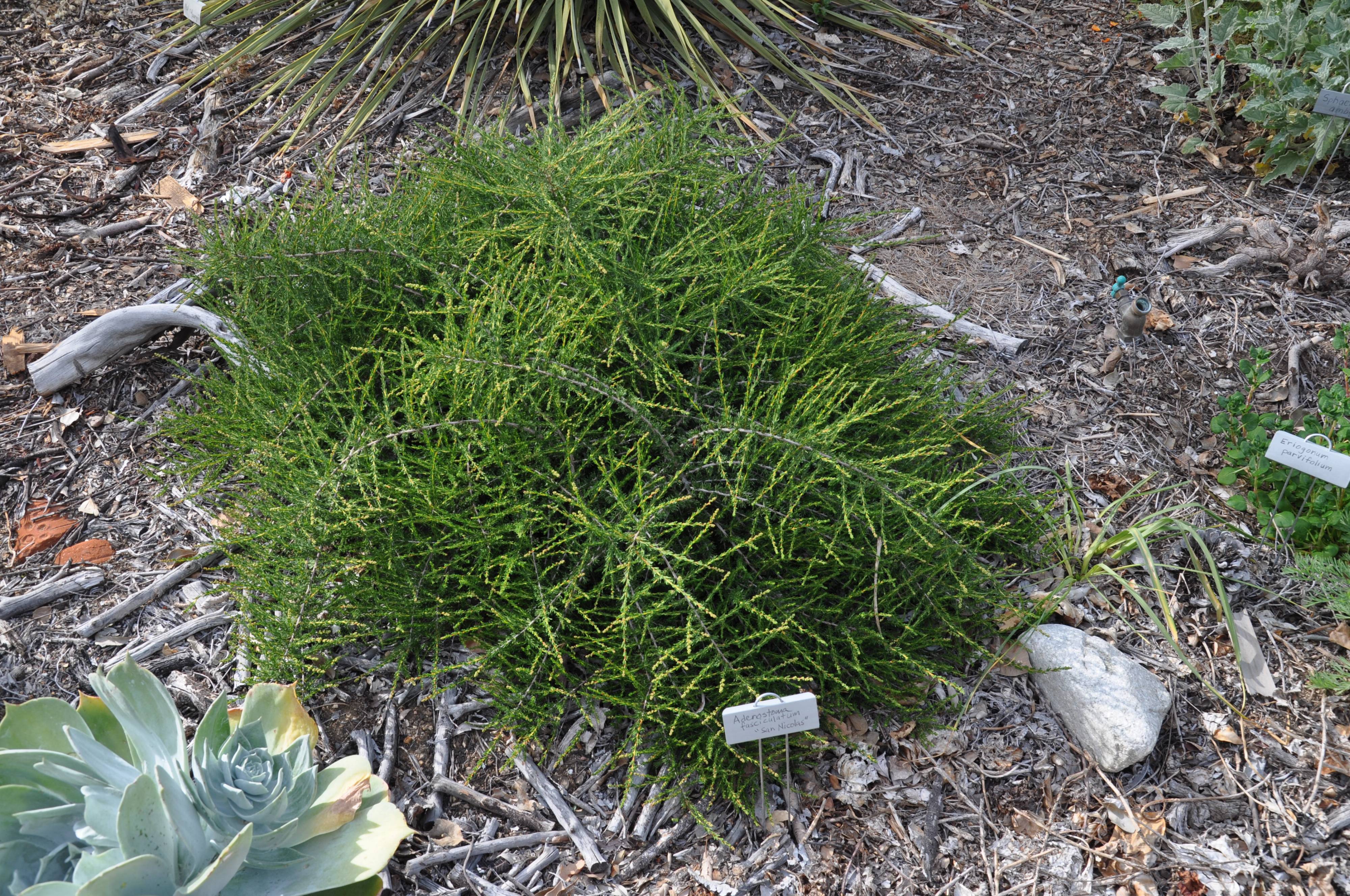 Adenostoma fasciculatum