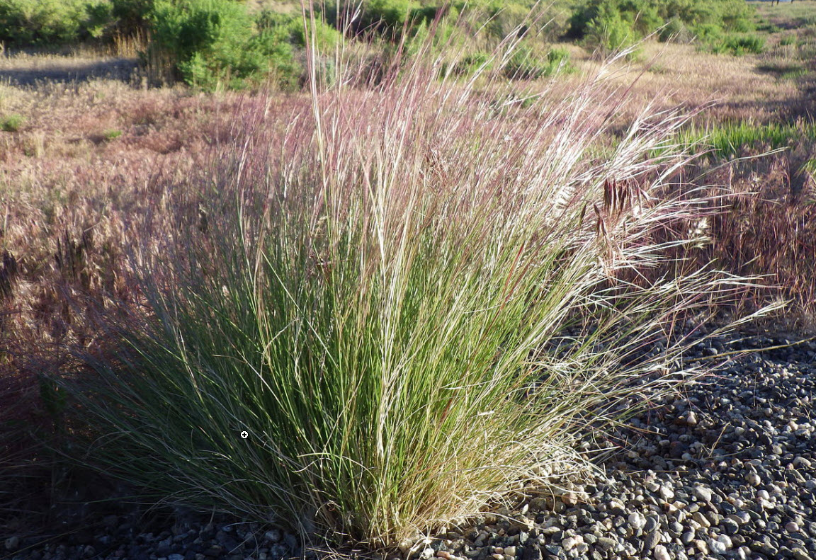 Aristida Purpurea Purple Three Awn Grass Plantmaster