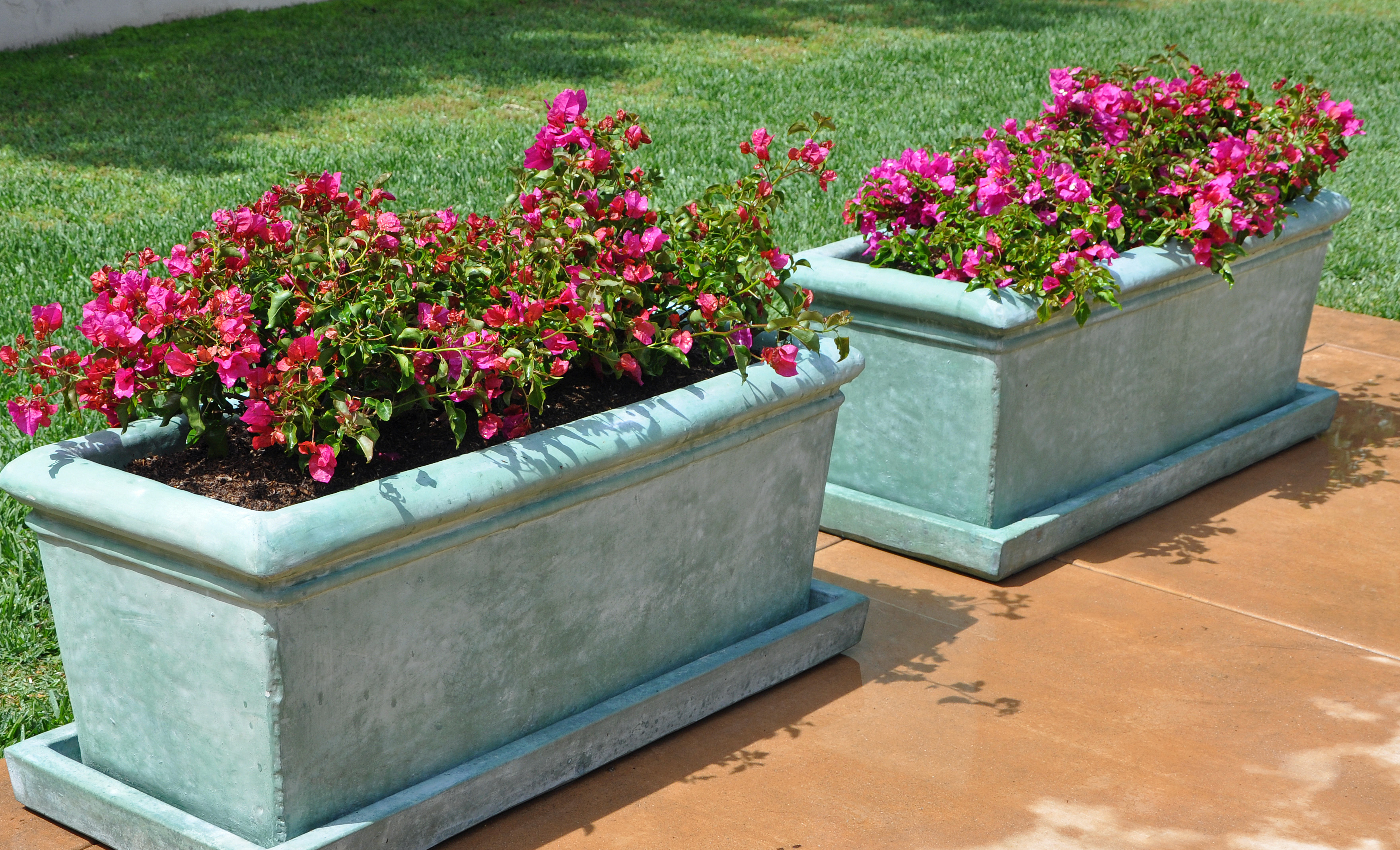 Bougainvillea 'OoLaLa'