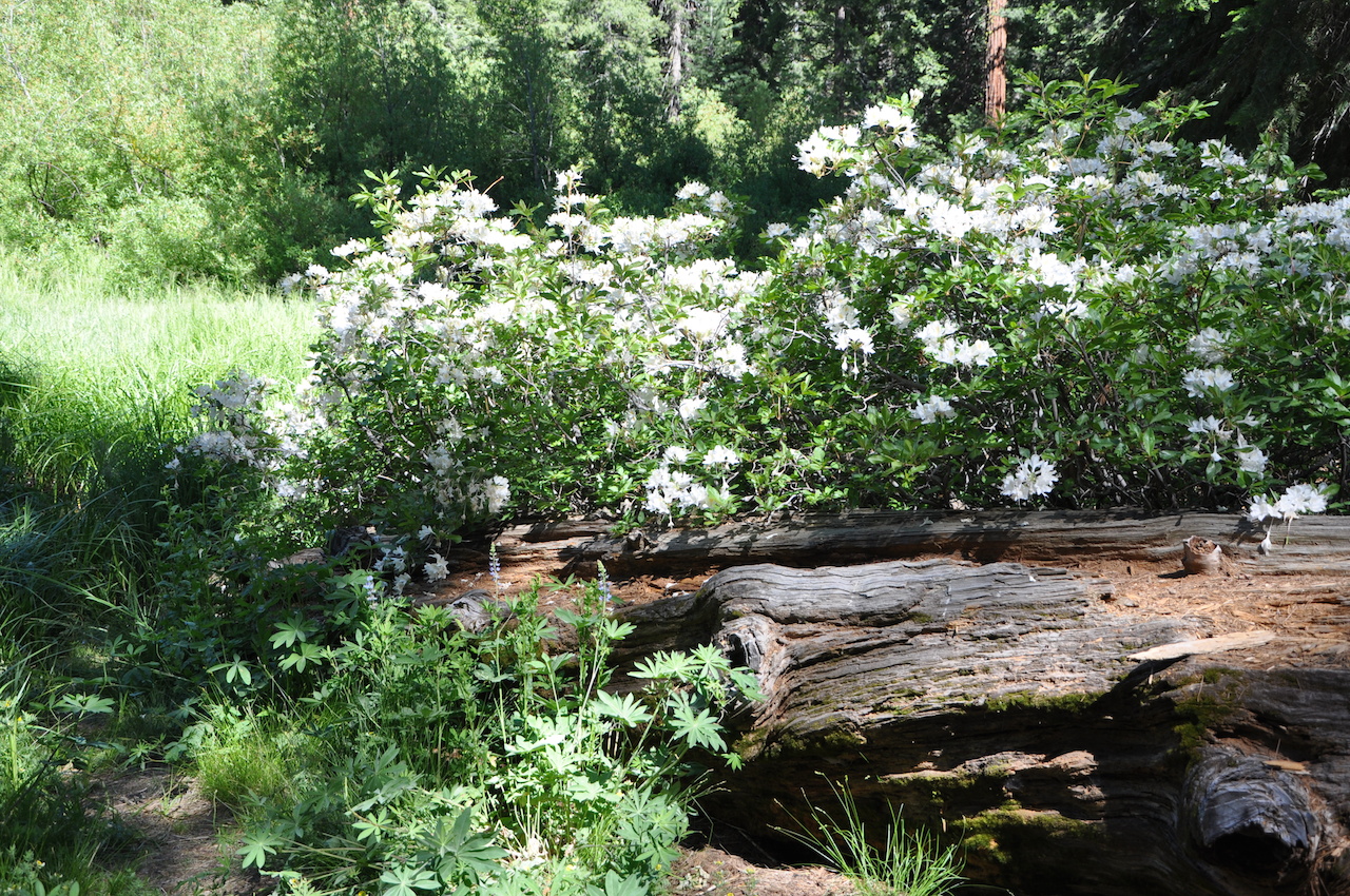 Rhododendron Occidentale Western Azalea Plantmaster