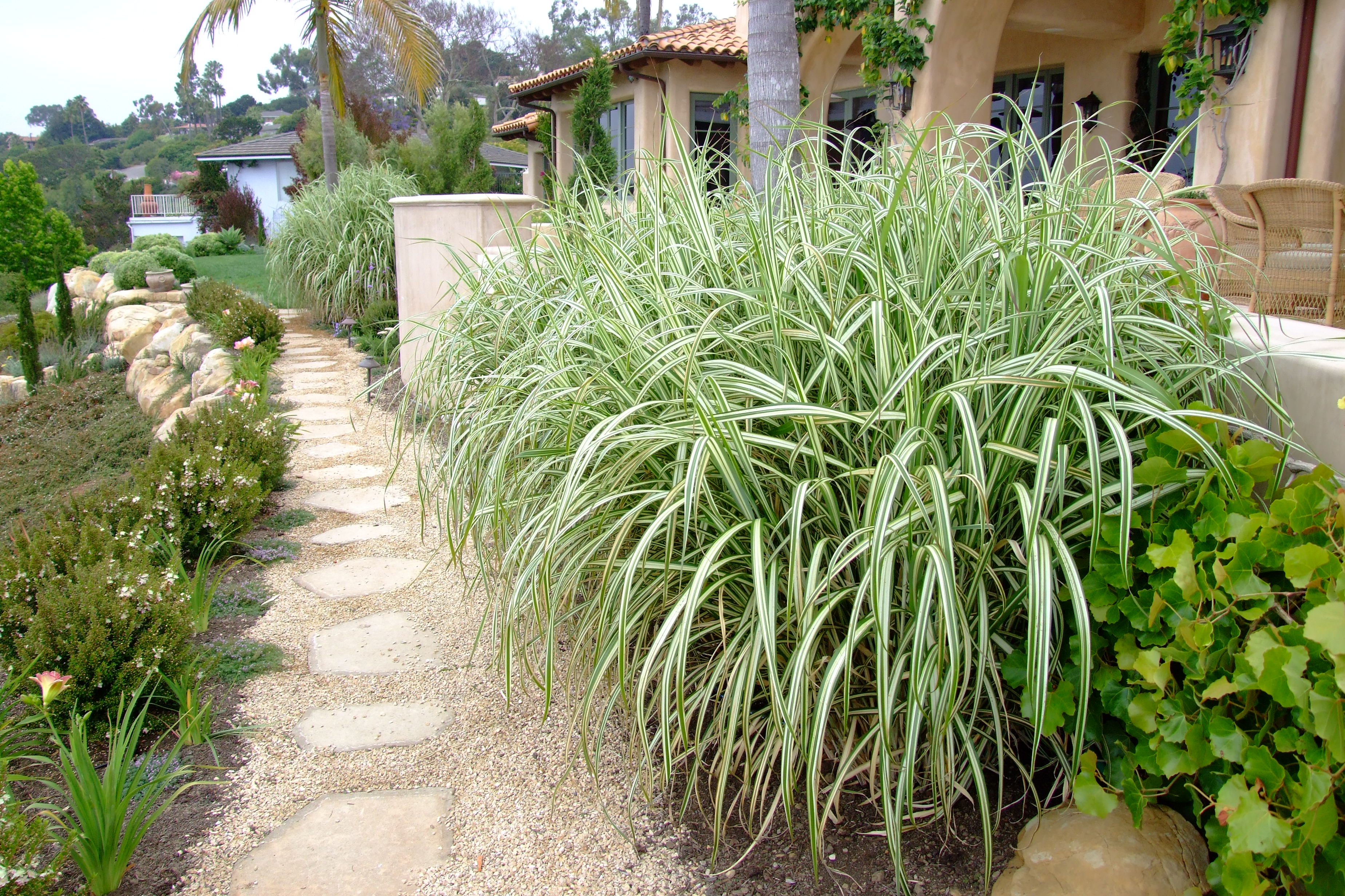 Image result for Japanese silver grass garden