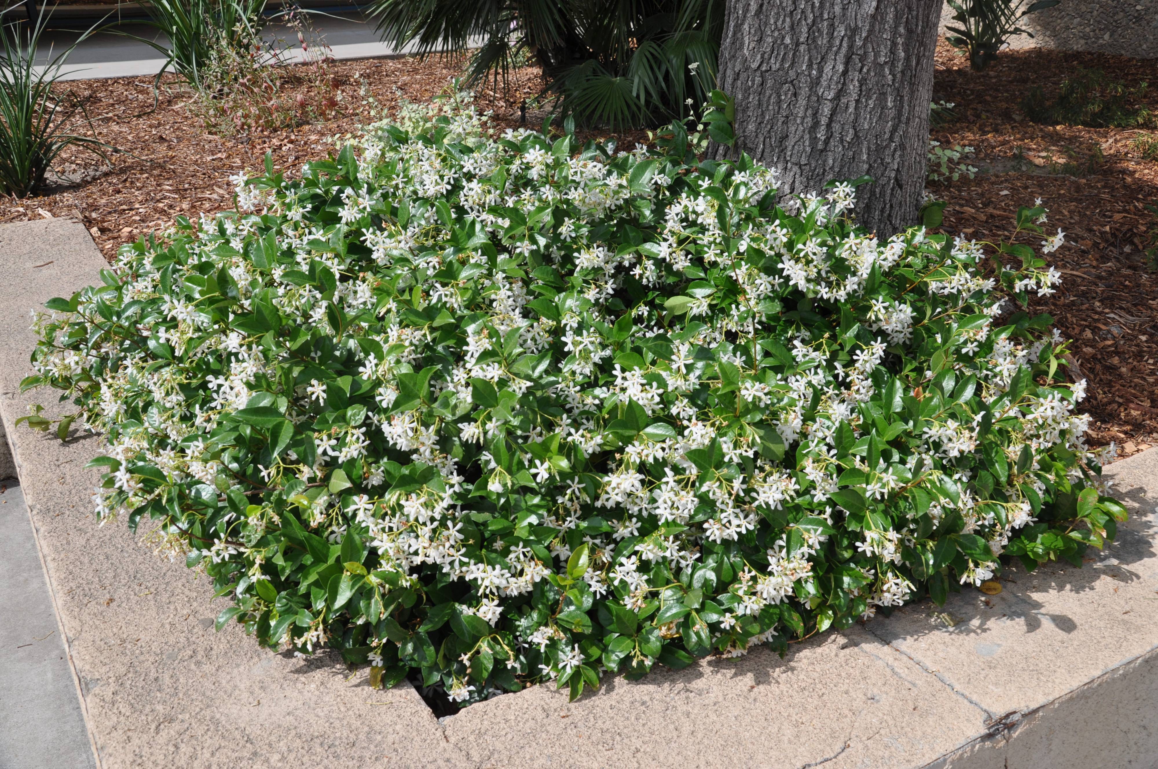 Trachelospermum Jasminoides Star Jasmine Plantmaster