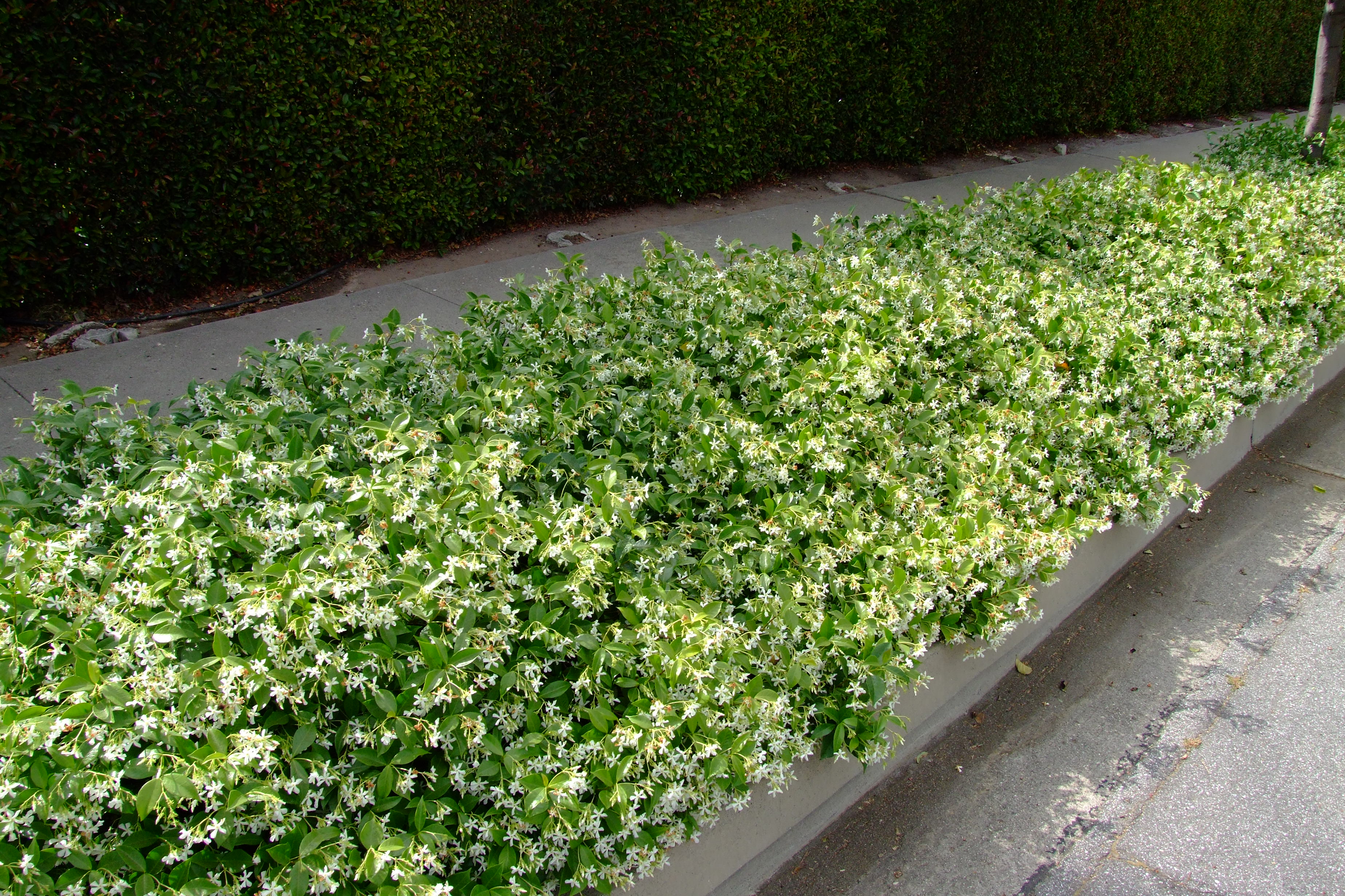 Trachelospermum Jasminoides Star Jasmine Plantmaster