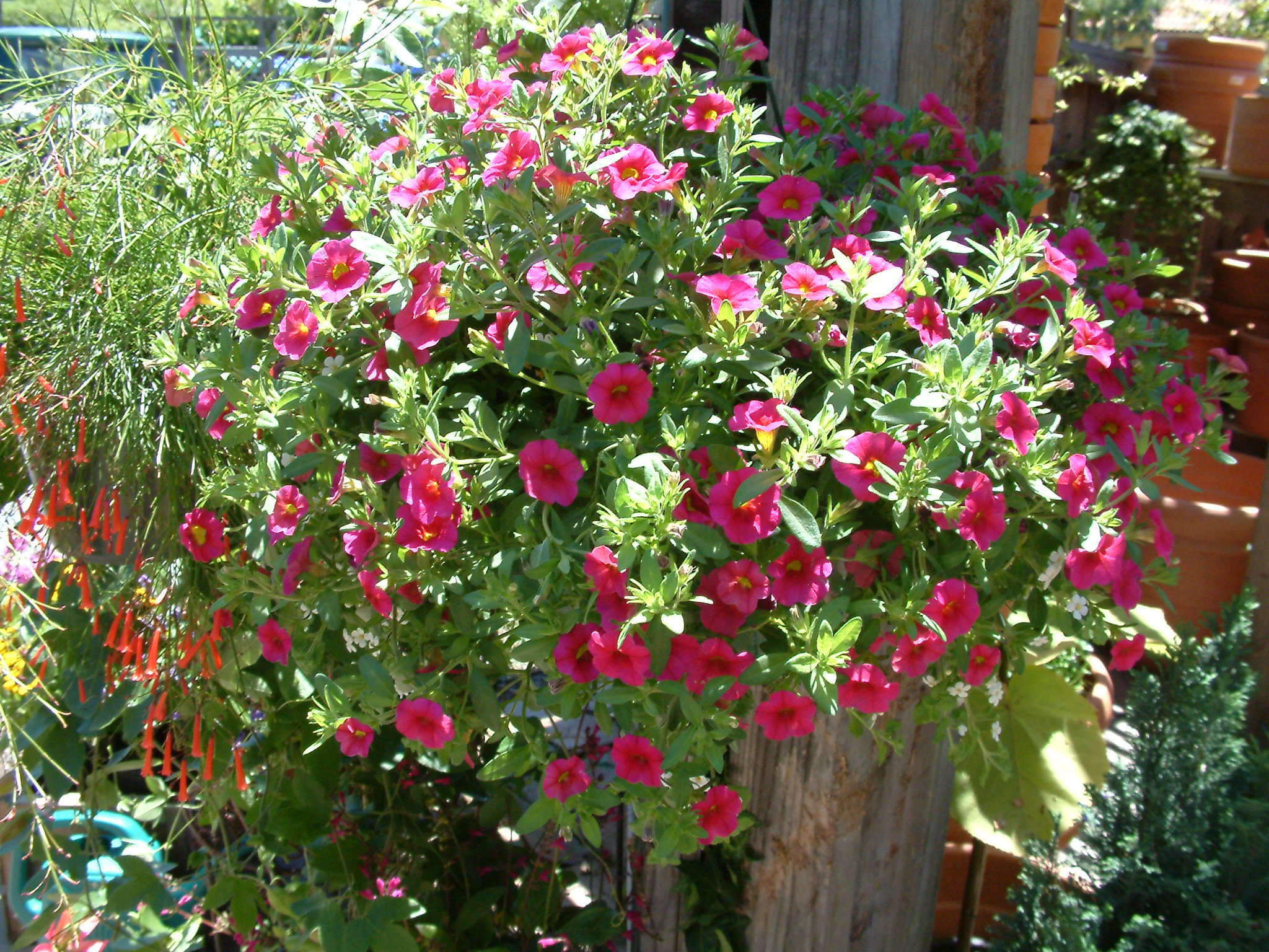 Calibrachoa Hybrids Pink Million Bells Plantmaster