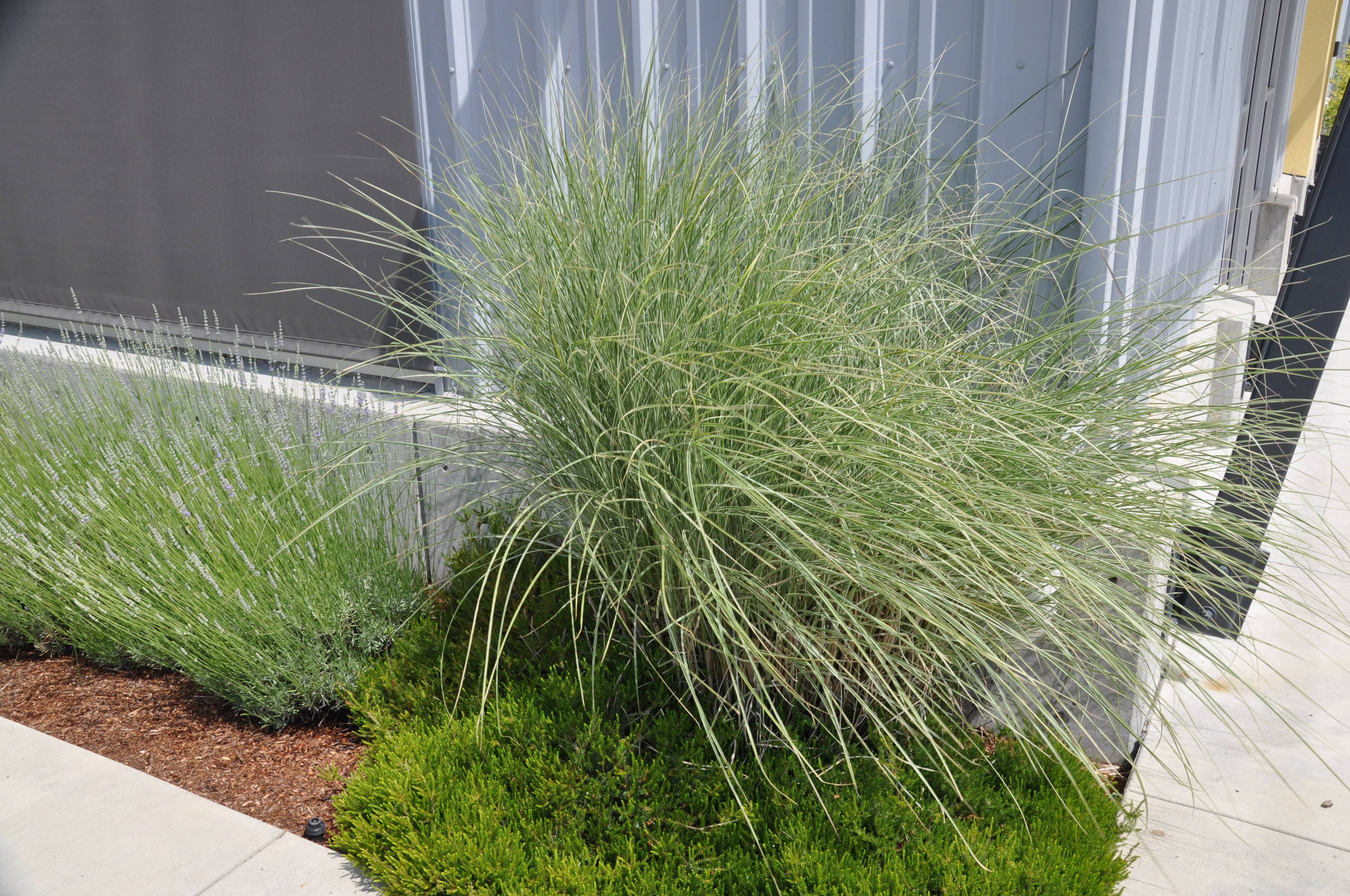 Miscanthus sinensis 'Morning Light'