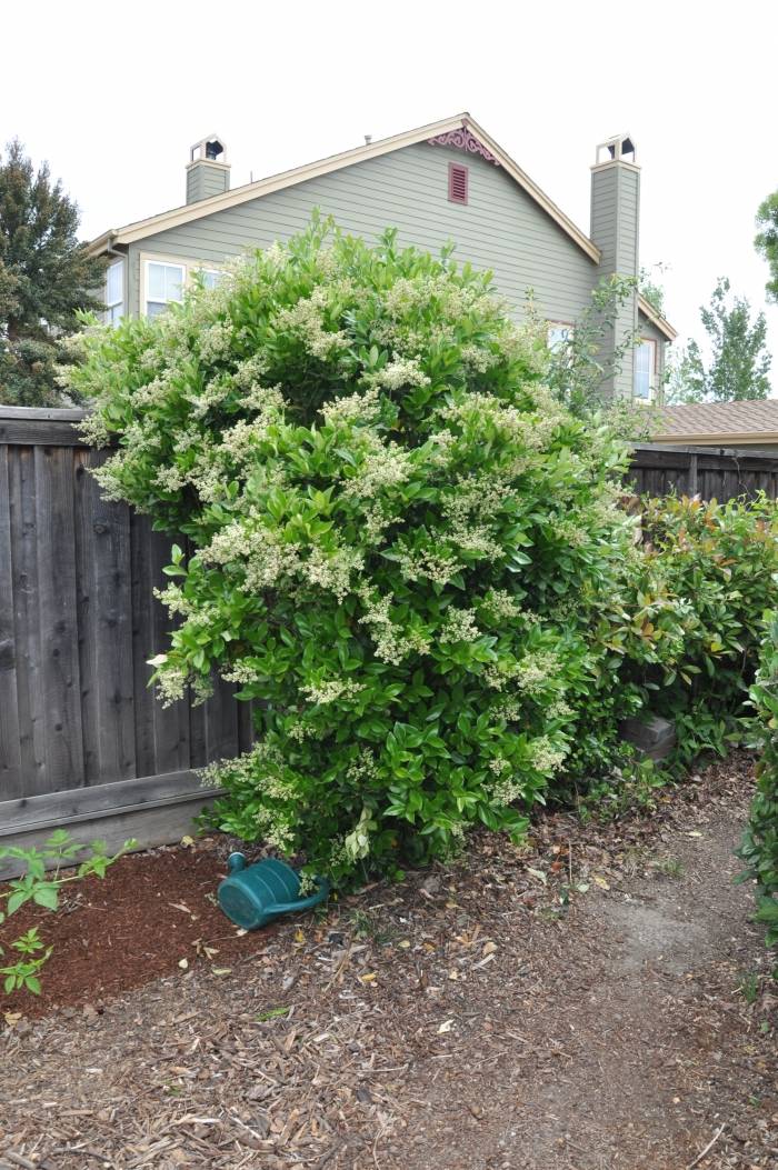 Ligustrum japonicum 'Texanum'