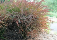 Red-Leaf Japanese Barberry